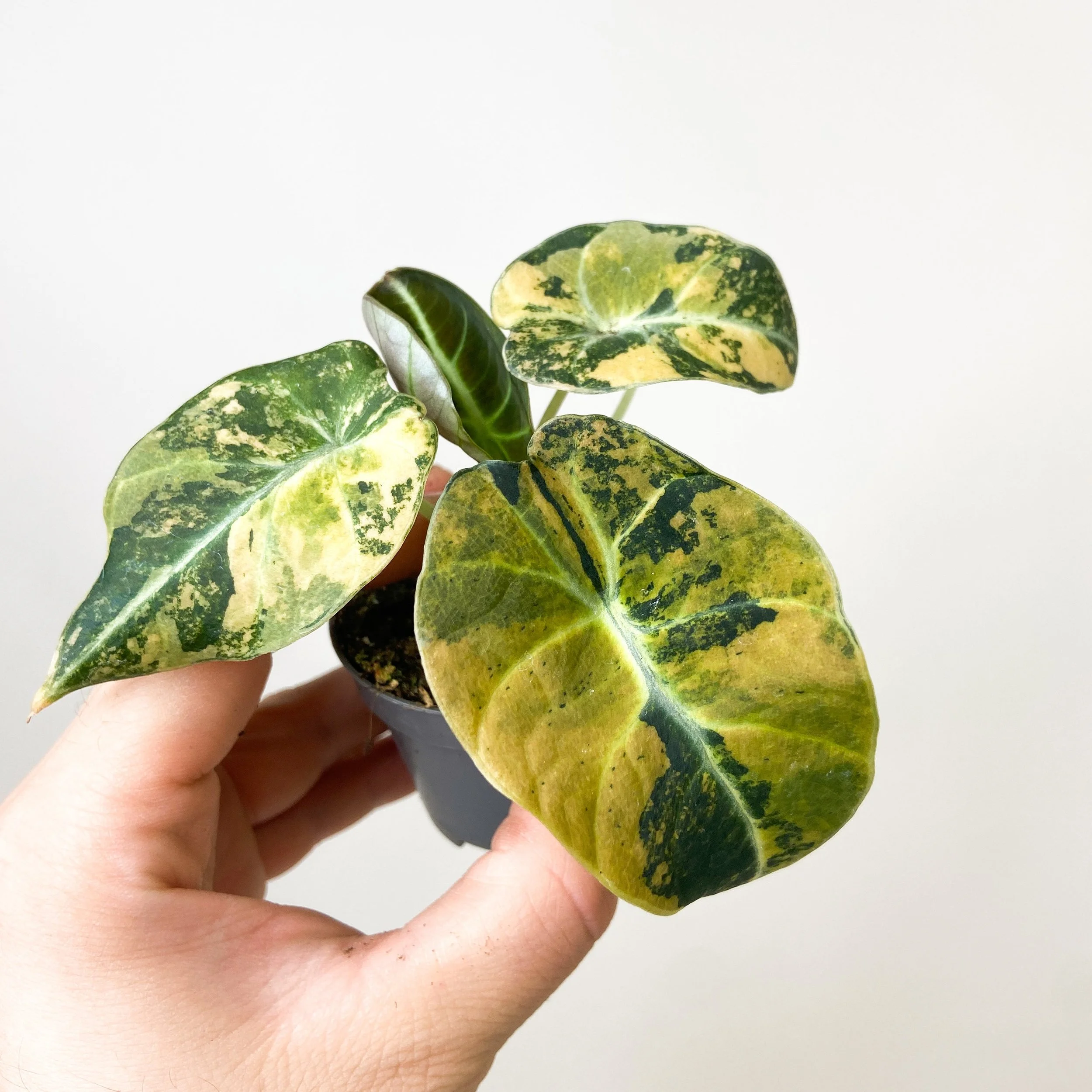 Black Velvet Gold Alocasia