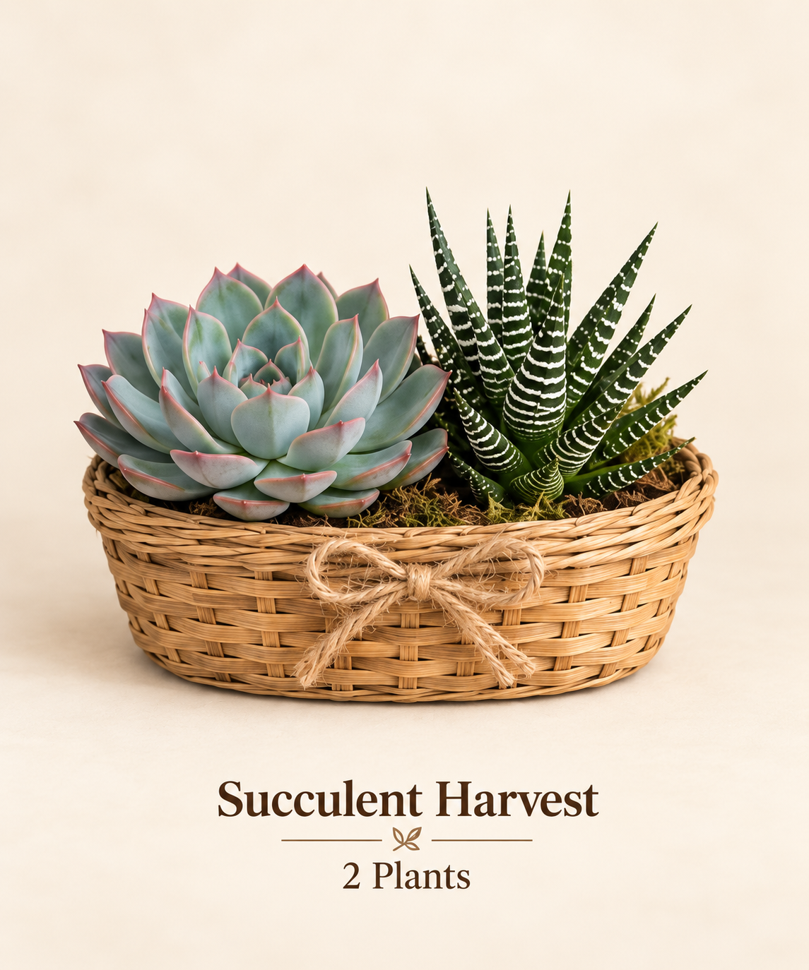 Succulent Harvest - 2 Plants.png