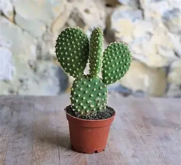 Prickly Pear Cactus