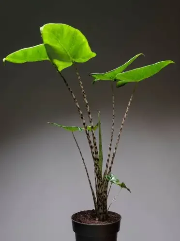 Zebrina Alocasia
