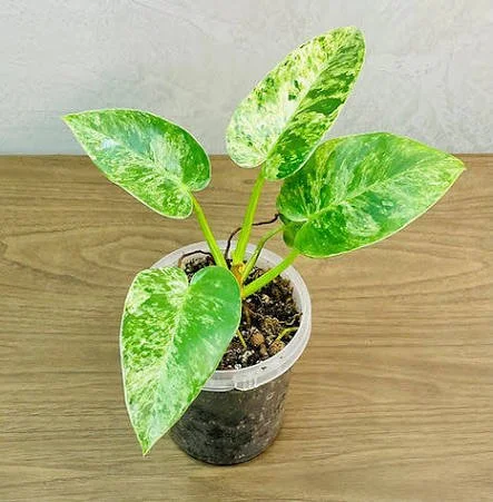 Blizzard Philodendron