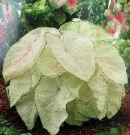 June Bride Caladium
