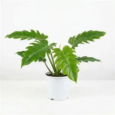 Pluto Philodendron