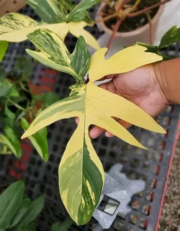 Florida Beauty Variegated Philodendron