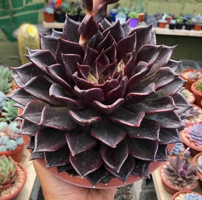 Black Prince Echeveria.jpg