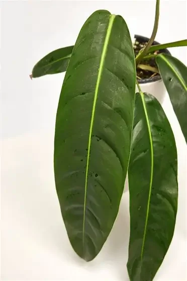 Patriciae Philodendron
