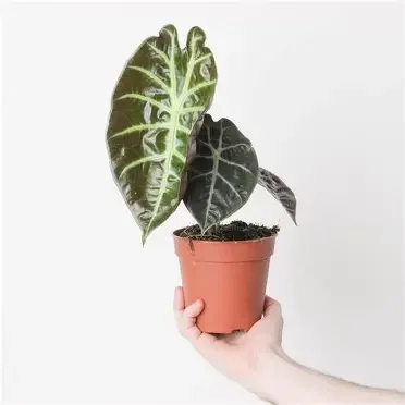 Suhirmaniana Alocasia