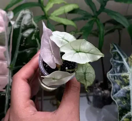 Polly Pink Ghost Alocasia