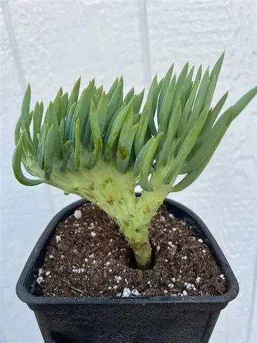 Mermaid Tail Succulent