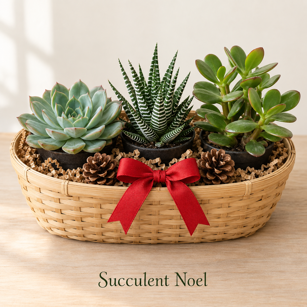 Succulent Noel - 3 Plants.png