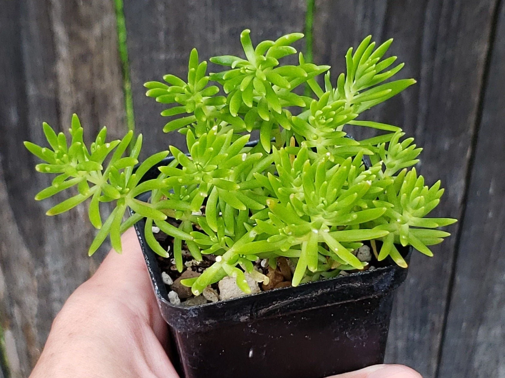 Mexican Stonecrop.jpg