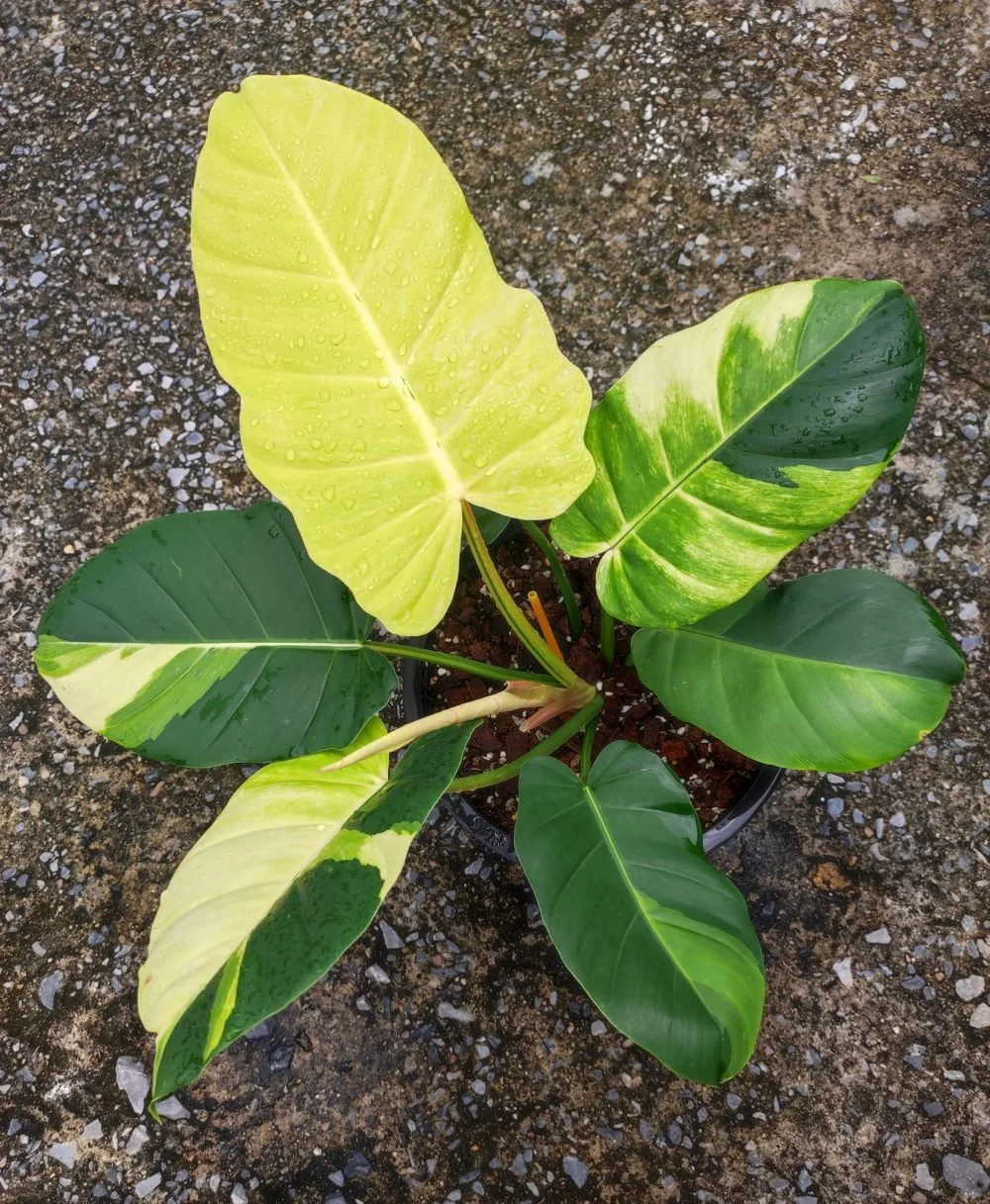 Jungle Fever Philodendron.jpg