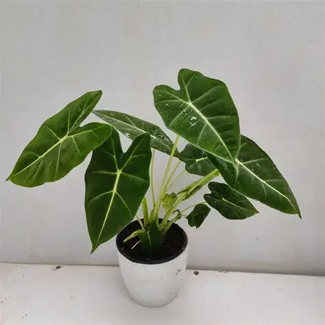 Frydek Velvet Aroid Alocasia