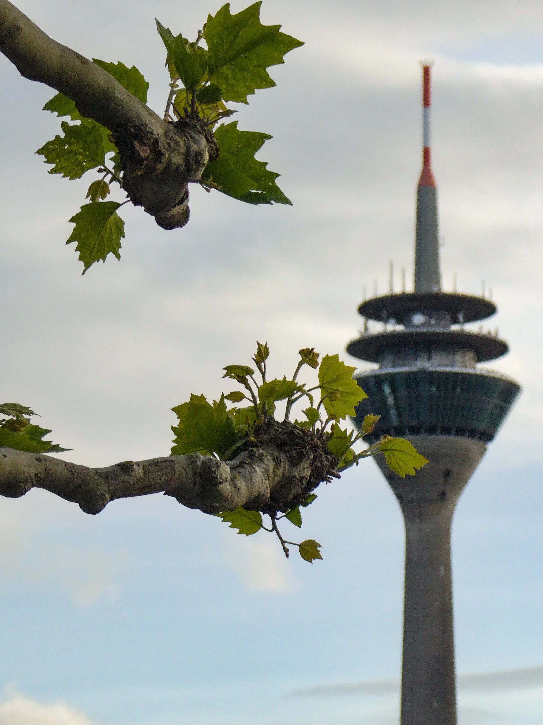 Düsseldorf Rheinturm Bild Unternehmer Frei