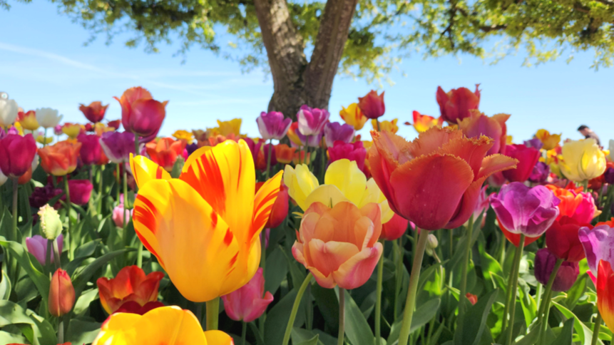 Colorful tulips in a garden with a tree and a blue sky in the background.