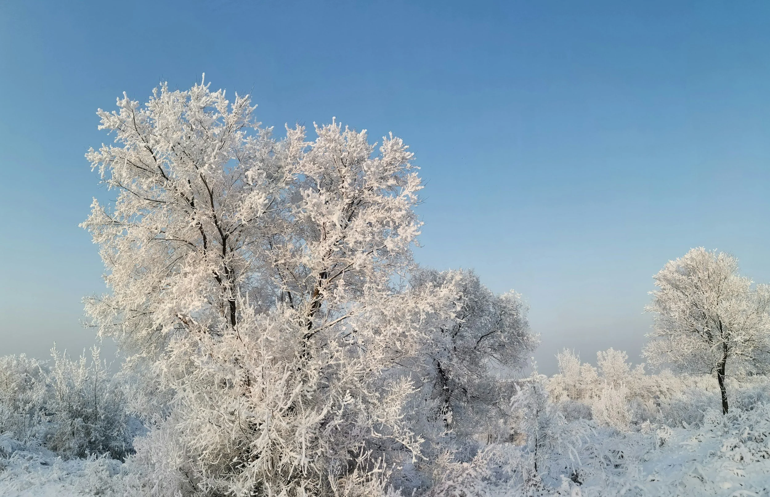 Snow-covered trees in a winter landscape under a clear blue sky.