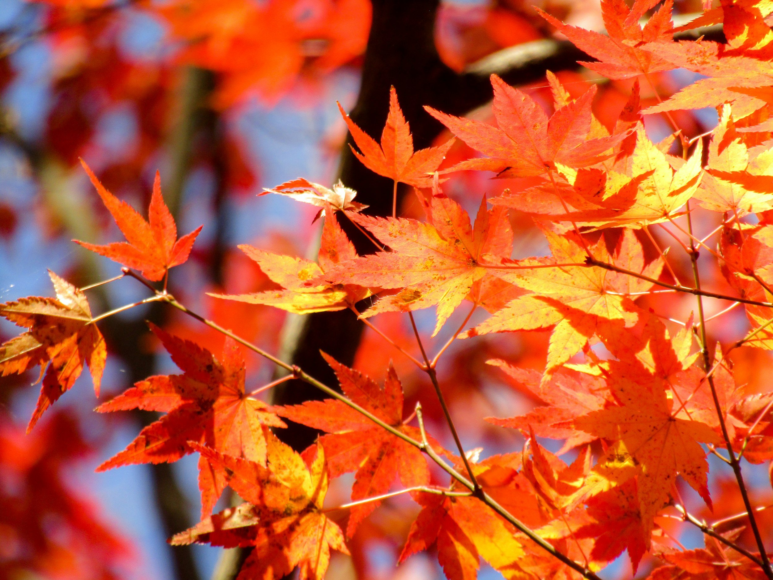 Close-up of red and orange fall leaves on a tree branch with a blurred background.
