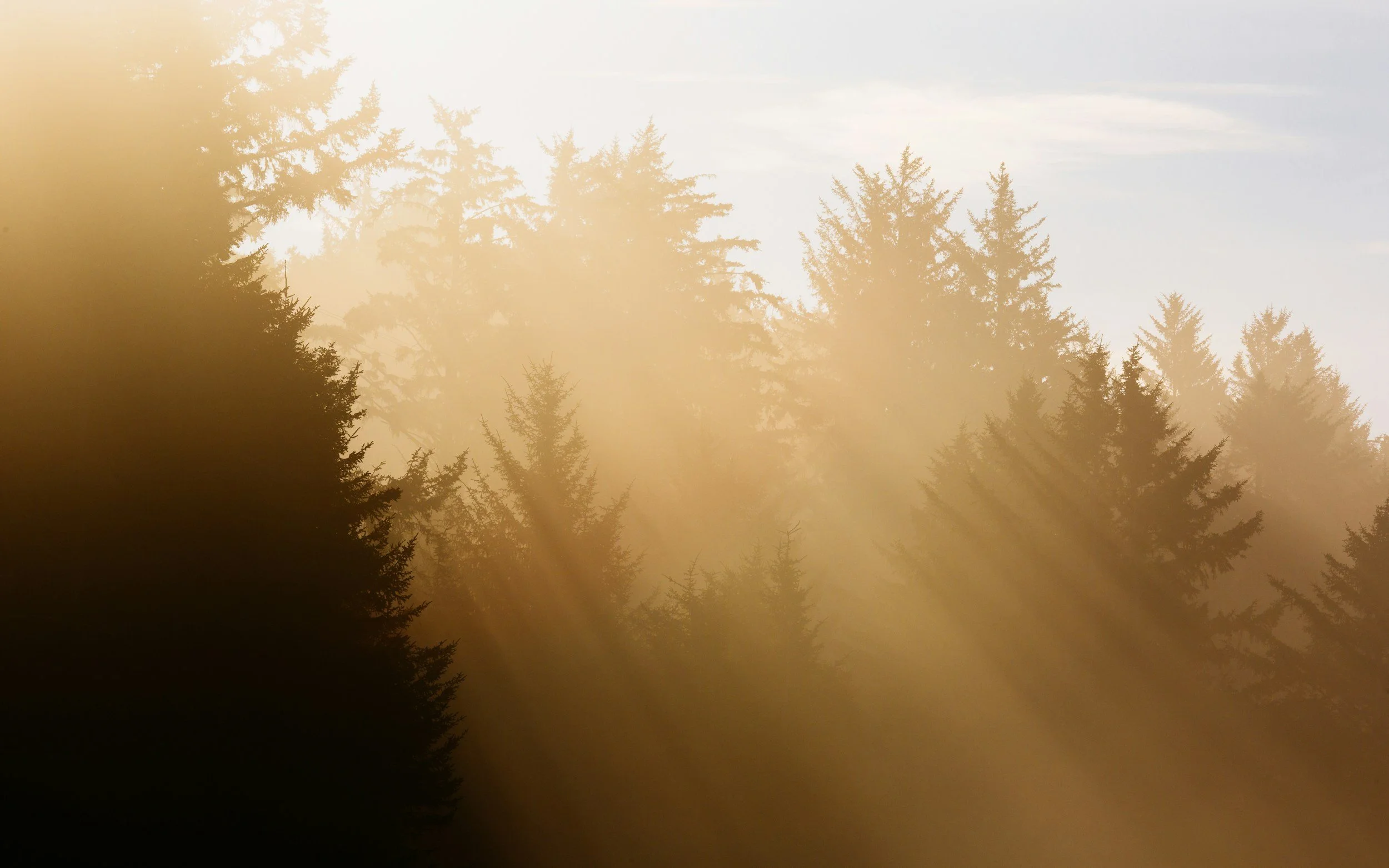 Sunlight shining through a forest of tall evergreen trees, creating beams of light and a golden hue.
