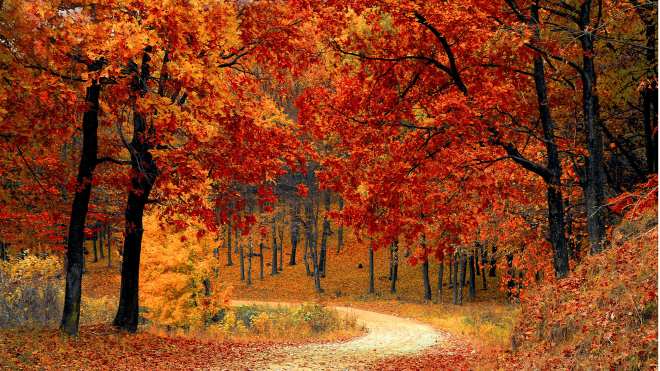A winding dirt path through a forest with colorful autumn leaves in red, orange, and yellow.