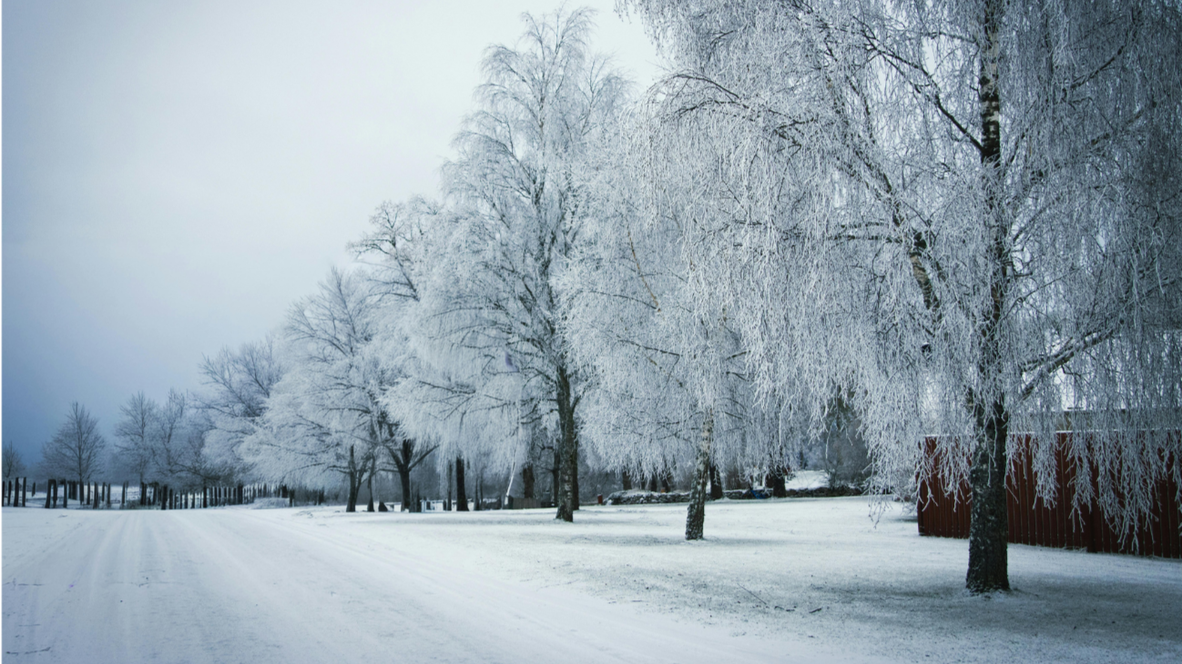 Snow-covered trees along a winter road with a cloudy sky.
