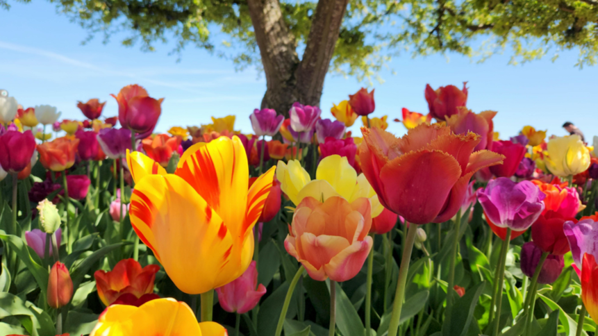 Colorful tulips blooming under a tree on a sunny day.