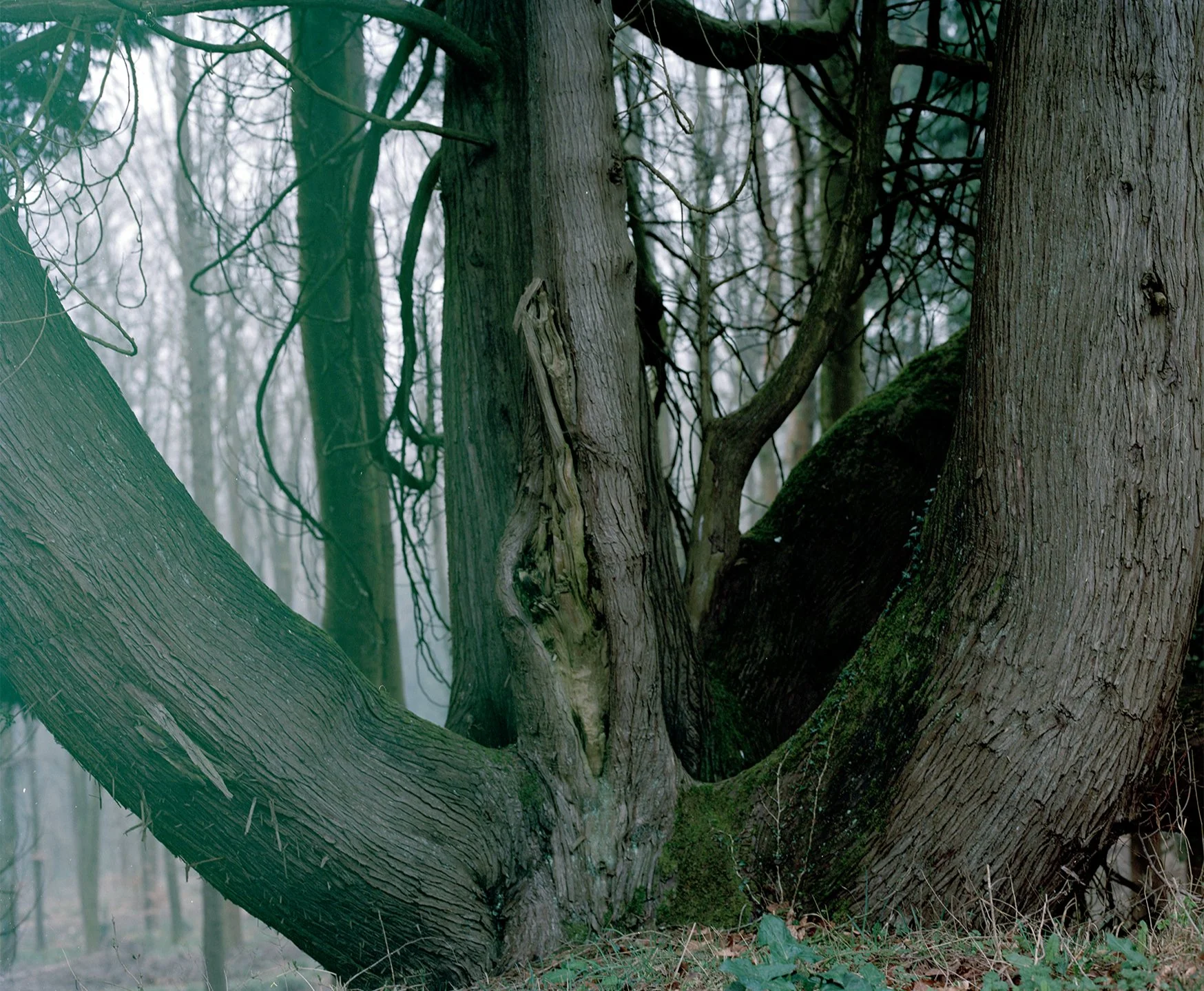 tree_edited.jpg