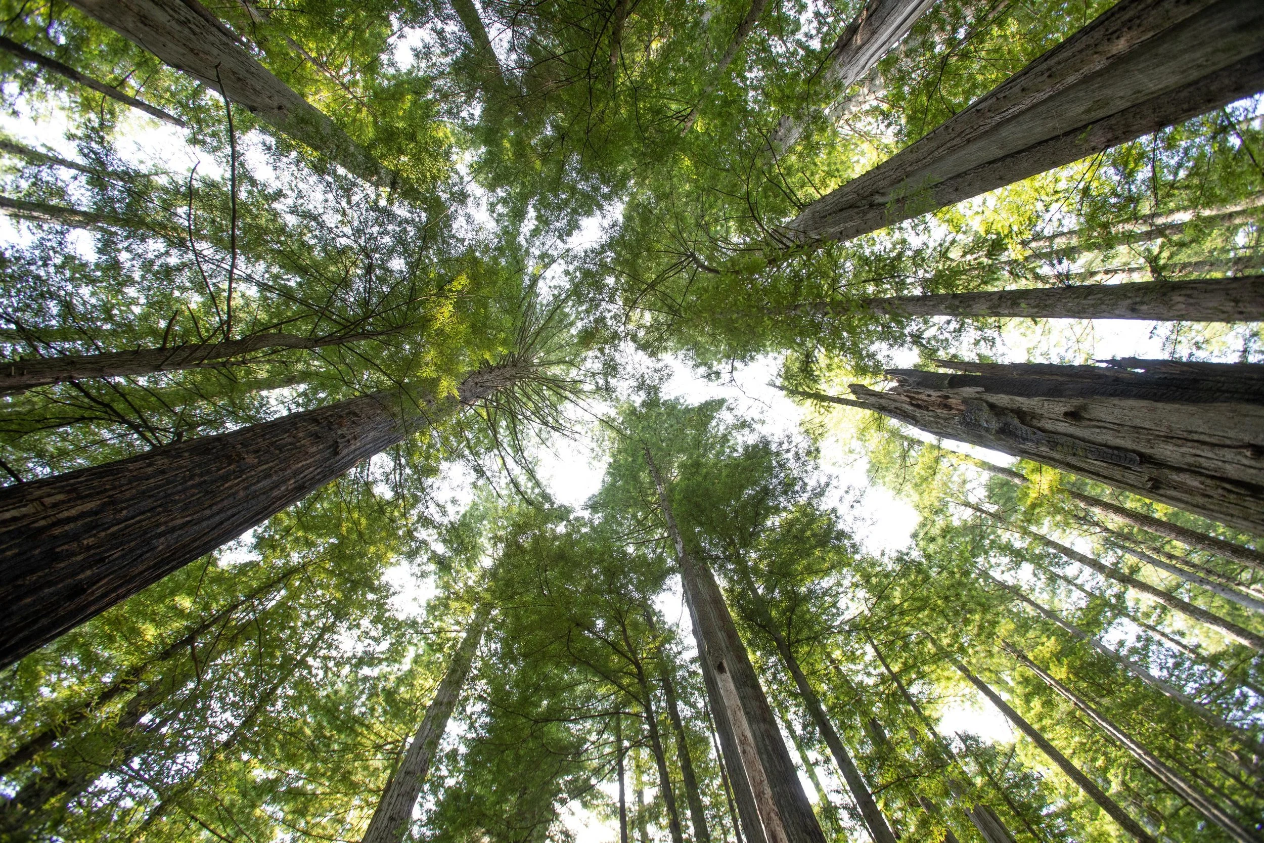 Oregon_Redwoods_Trail_Brookings_4.jpg