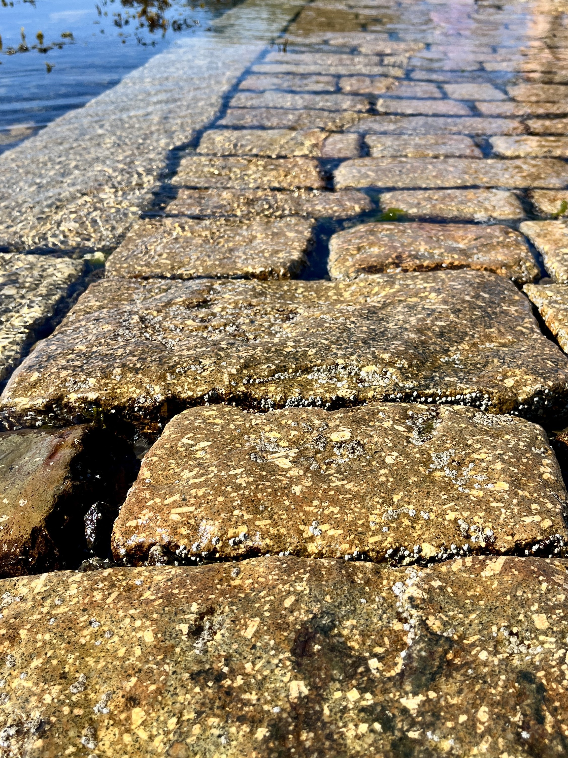 Close-up of a stone pathway along a water body, with the pathway slightly wet and surrounded by small aquatic plants.