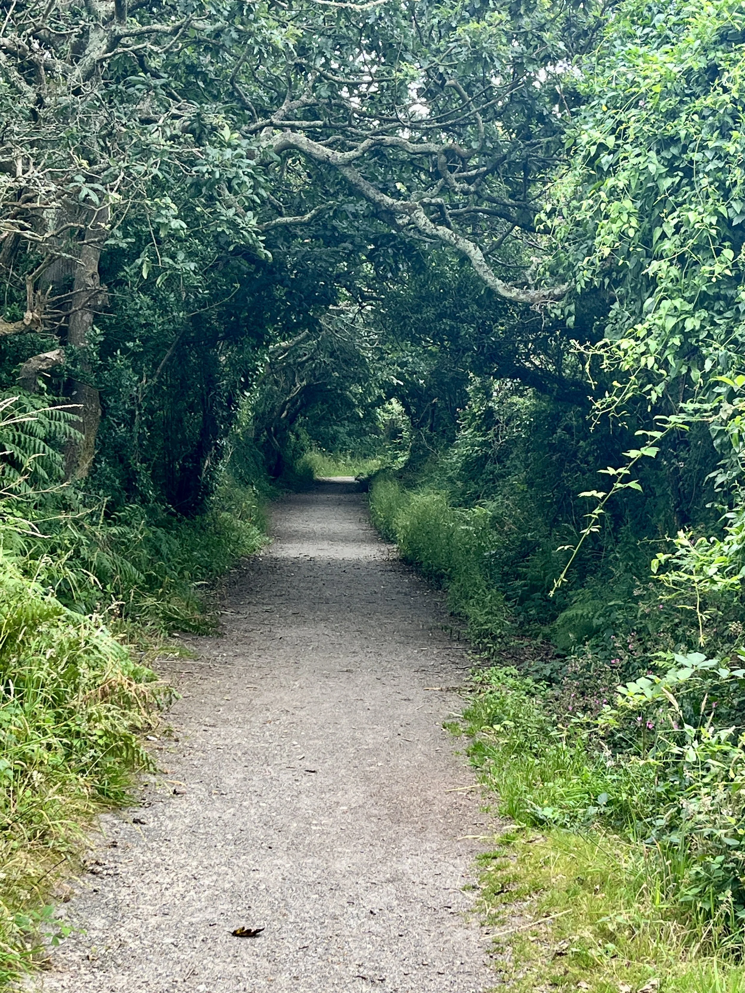 A narrow dirt path through a dense, green wooded area with overhanging branches and foliage on both sides.