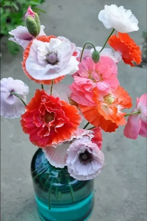A bouquet of multicolored poppy flowers in a blue-green striped vase on a gray surface.