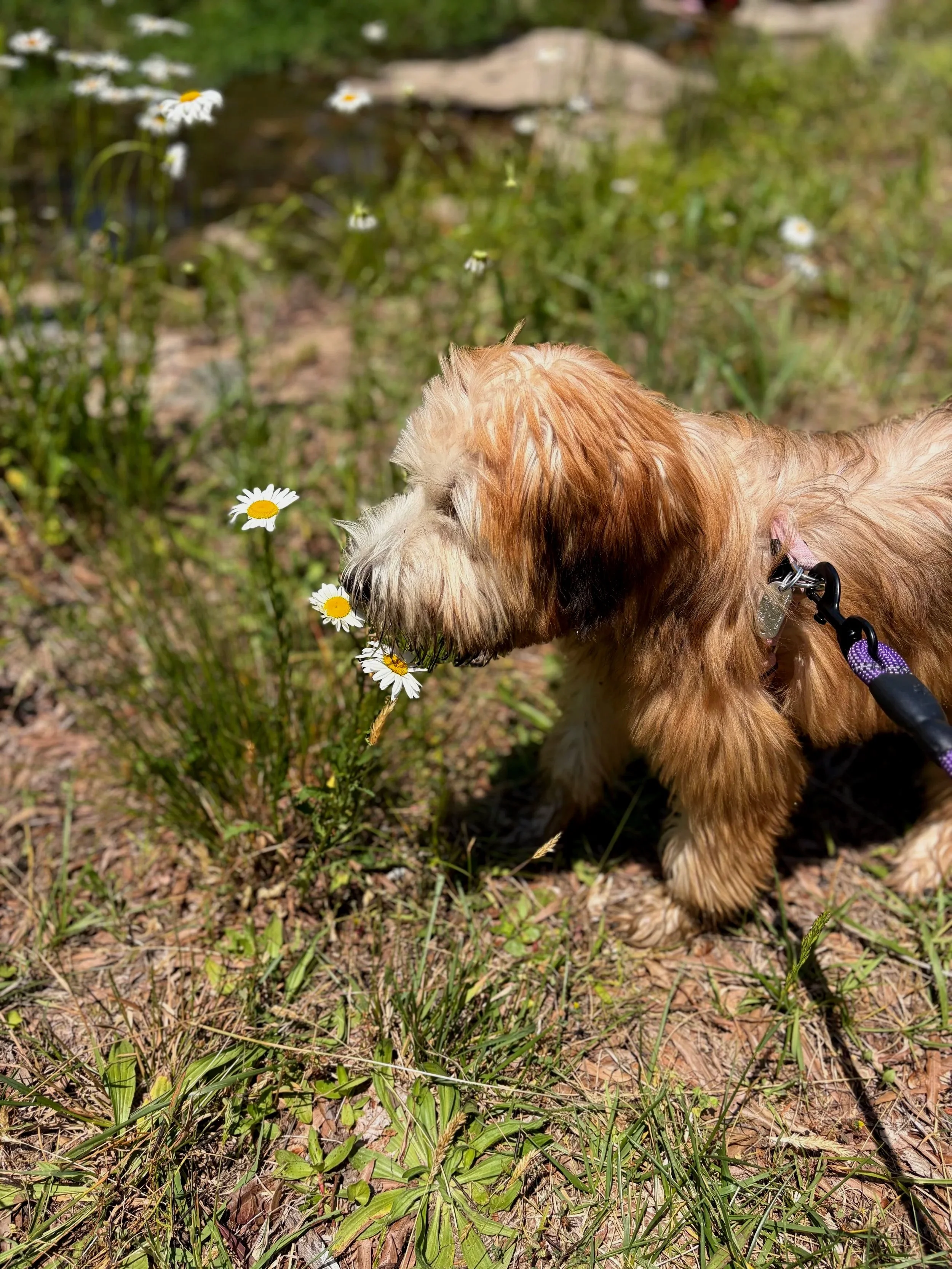 Casey's dog, Poppy