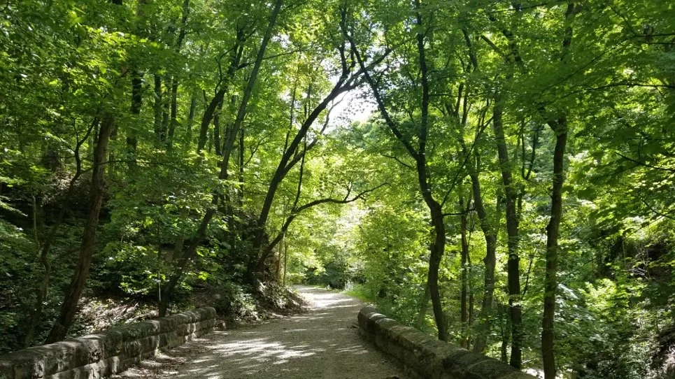 Gravel path winding through a sunlit green forest