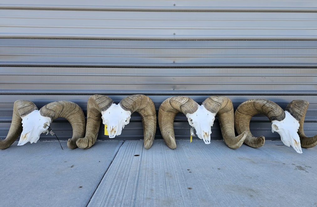 sheep.png