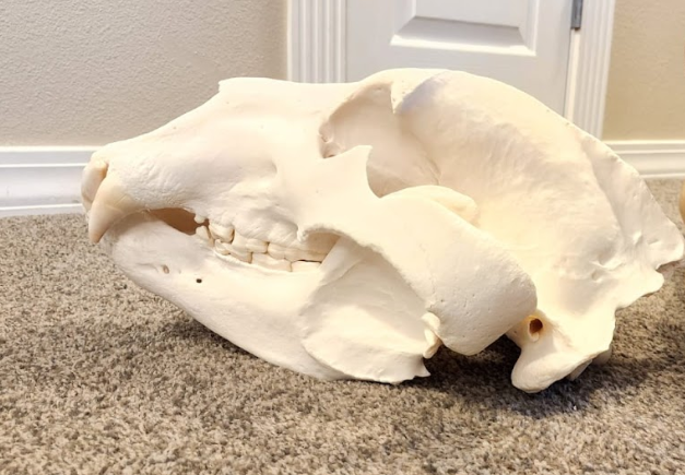 Lion.png