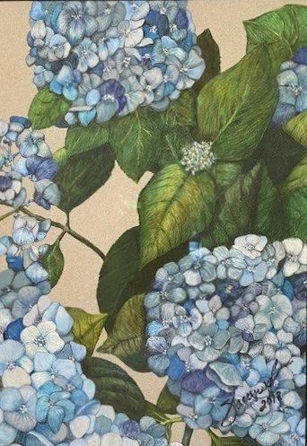 Hydrangea size TBD