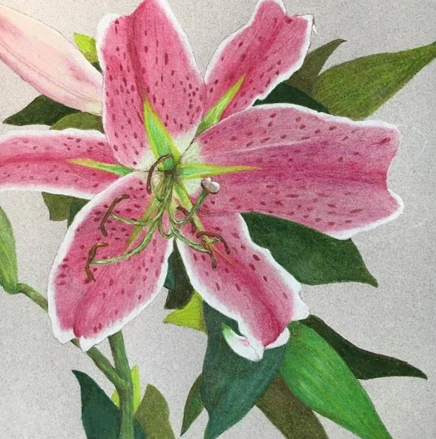 Pink Lily    7.5 × 7.5 inches