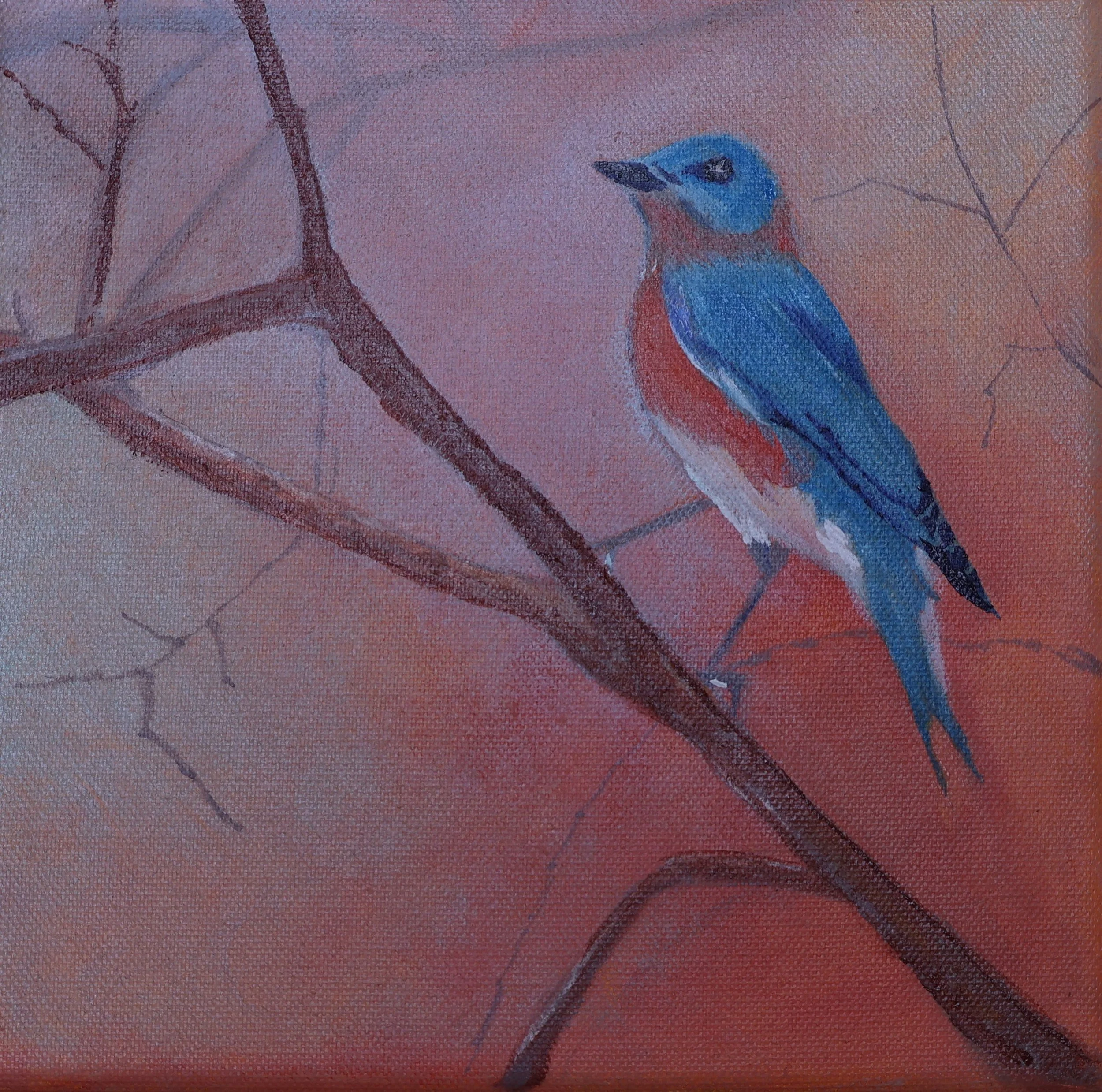 Eastern Blue Bird - Fine Art Print (8x8, 10x10)