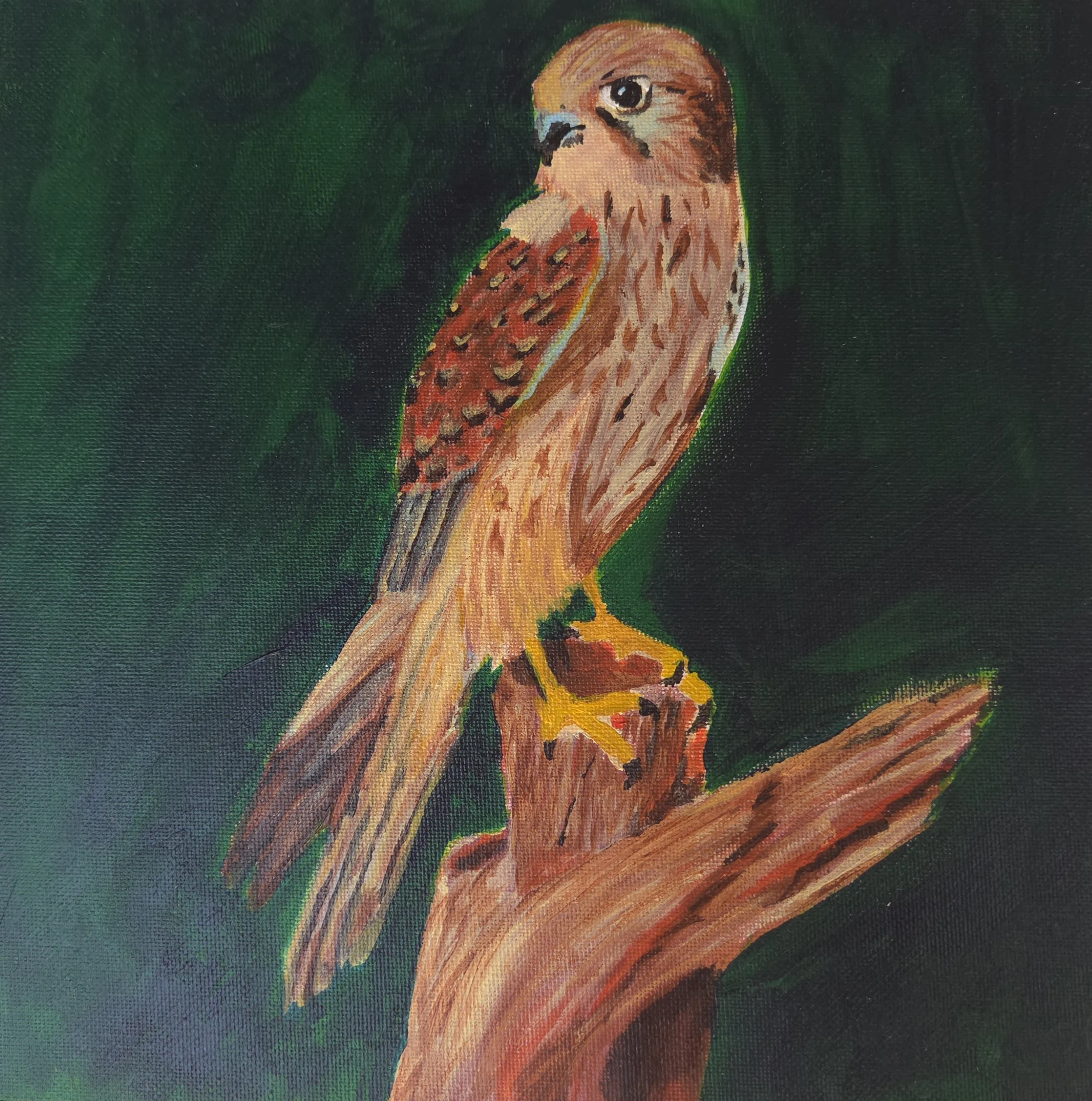 Falcon perched on branch - Original Acrylic on canvas- 12x12