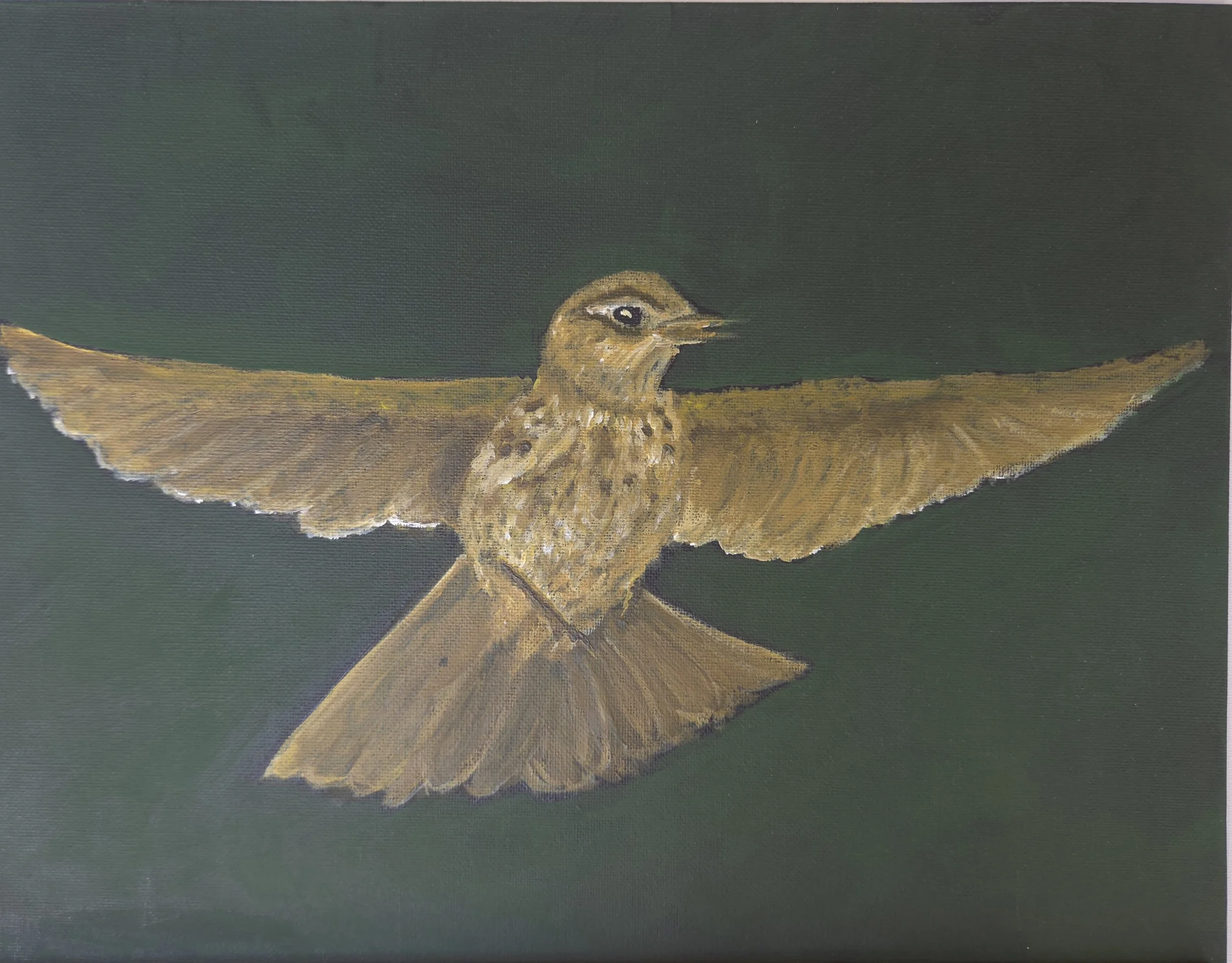 Bird in flight - Print