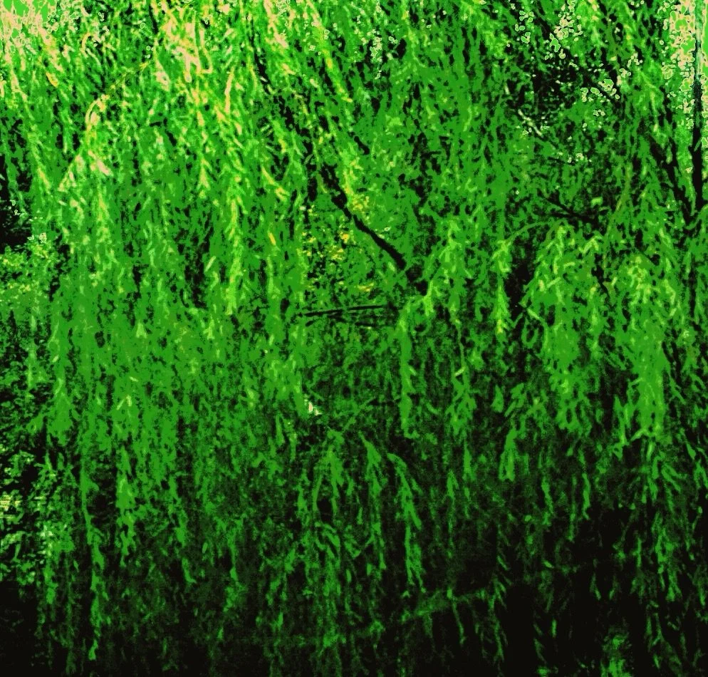 Grandma Willow

-

-

-
#photography #pocahontas #willowtree #disney #photograph