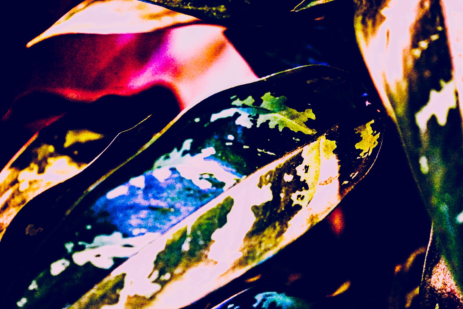 Photosynthesis