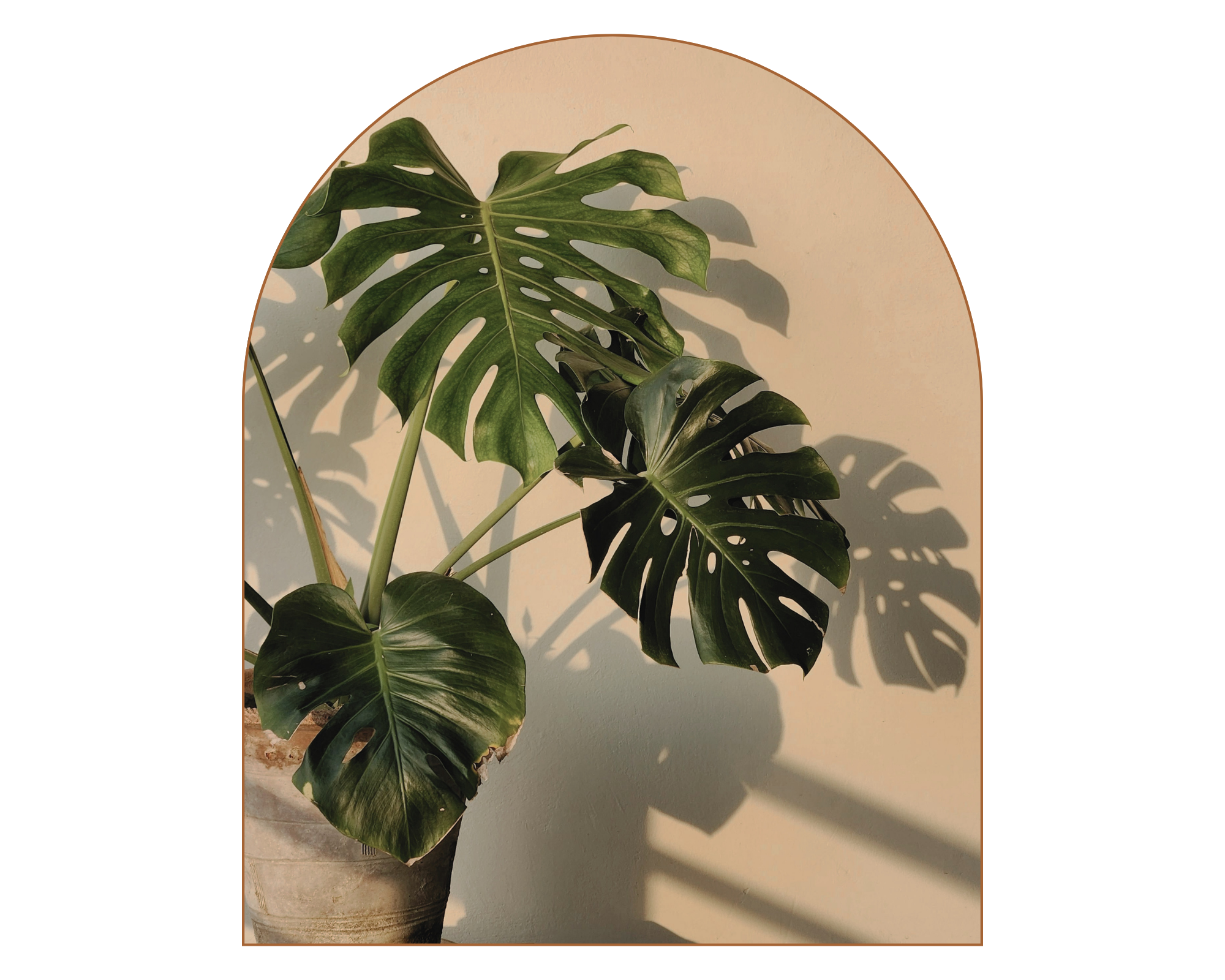 Close-up of a potted Monstera plant with large green, split leaves against a white wall, casting shadows.