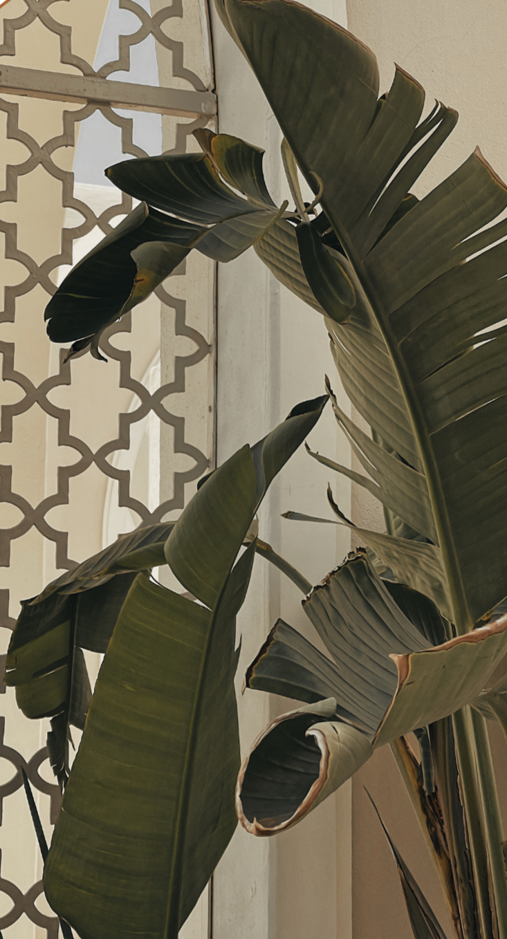 A close-up of large, dark green tropical plant leaves with some brown edges, in front of a light-colored wall and a decorative metal grille.