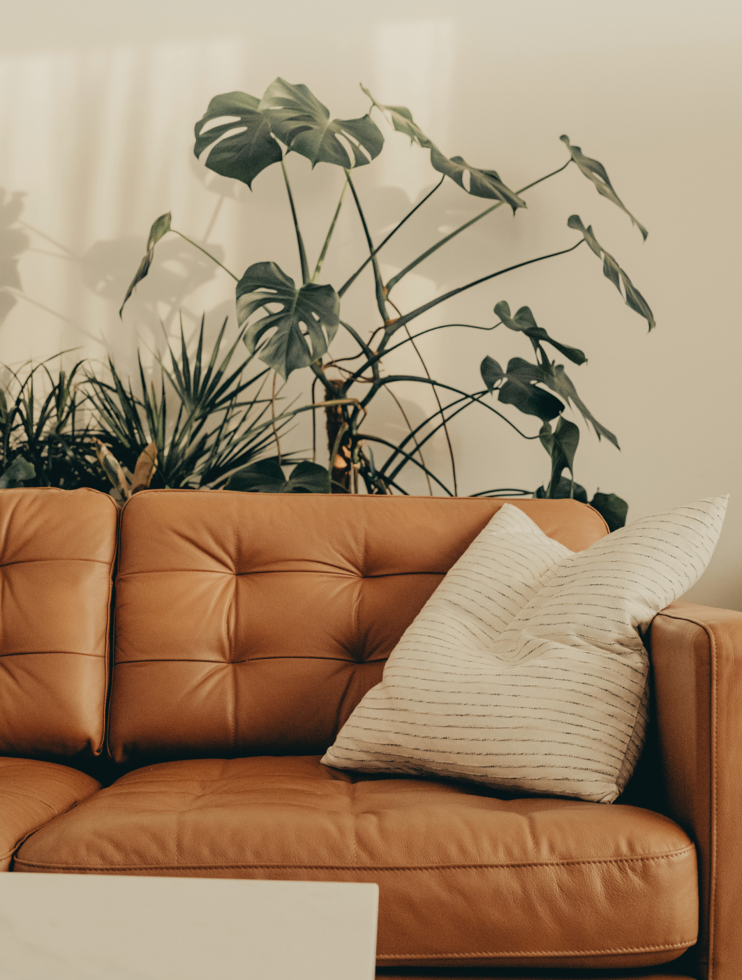 A tan leather sofa with two beige striped pillows, behind which is a large green monstera plant with split leaves and another leafy plant