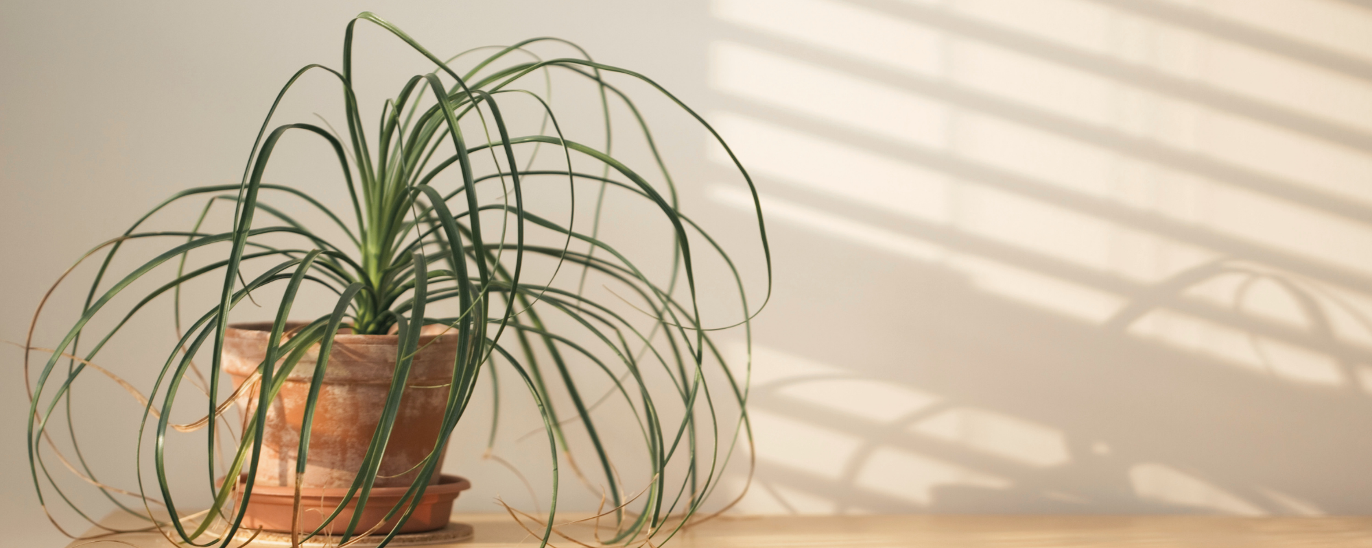 A potted spider plant with long, thin, green leaves placed on a wooden surface. Sunlight casts shadows of the plant's leaves onto a plain, light-colored wall.