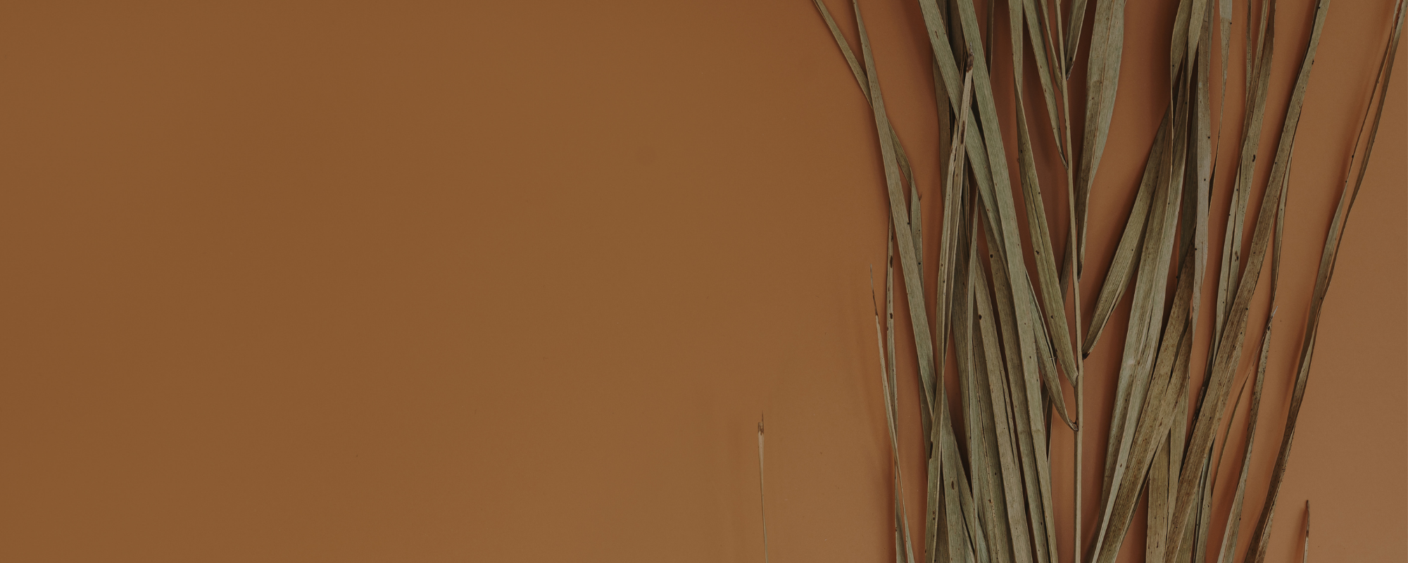 Dry palm leaves hanging on an orange wall.