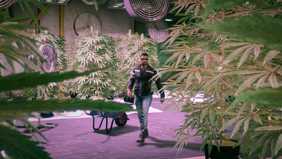 Man walking through a room filled with large cannabis plants. The room has purple-tinted lighting and multiple large ventilation fans on the wall.