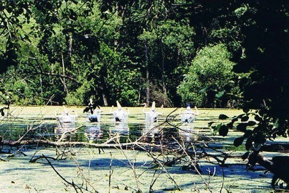 LeonoraSwampGroup.jpg