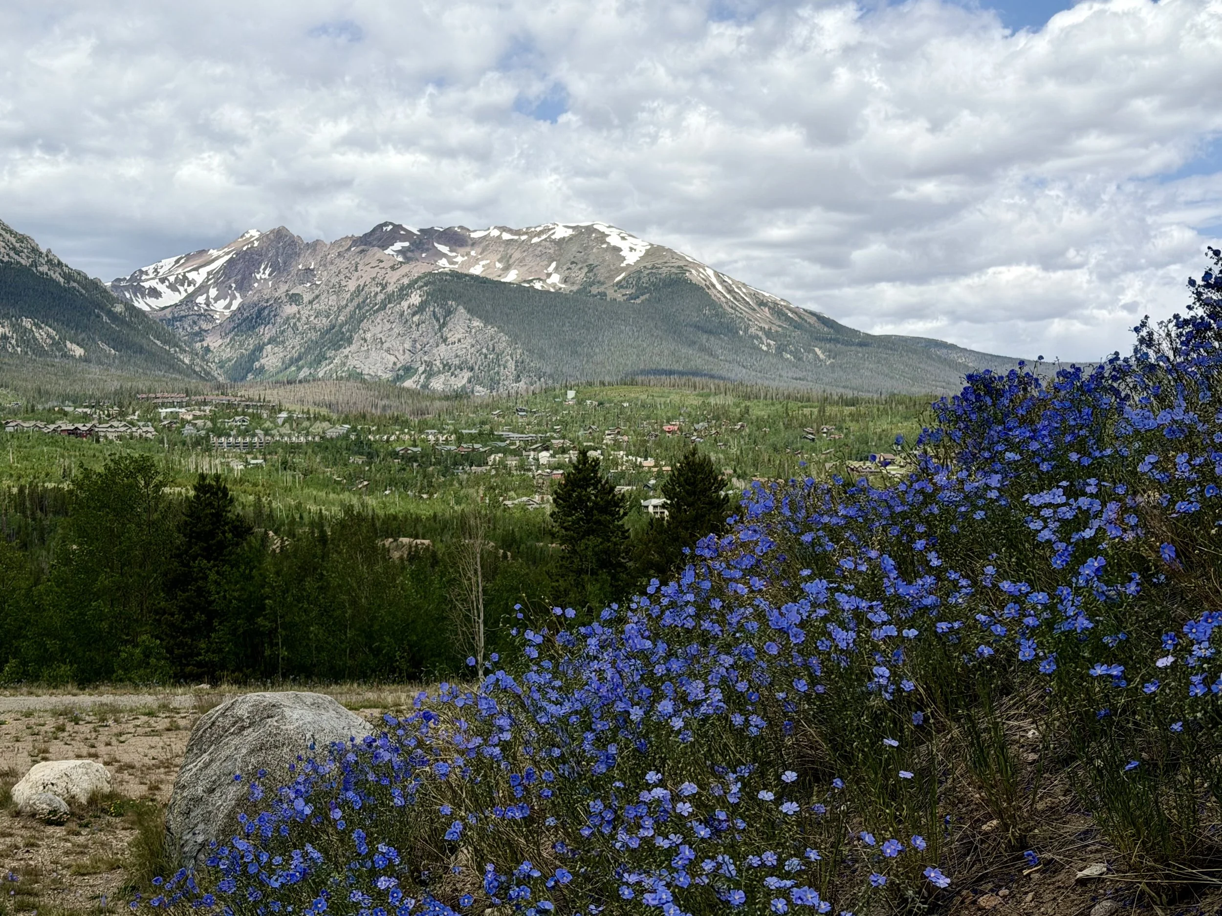 A scenic view of mountains with some snow-capped peaks, green forested slopes, and a small town or village at the base. Flowers in the foreground are bright blue with green foliage around them. The sky is partly cloudy.