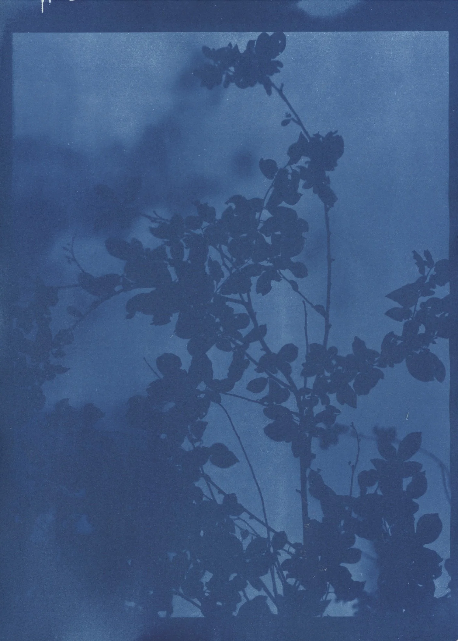 cyan hazy spring.jpg
